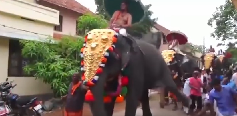 Elefante dà calcio a spettatore mentre sfila decorato alla parata