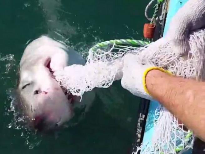 YOUTUBE Squalo bianco attacca barca, pescatore lo caccia a pugni