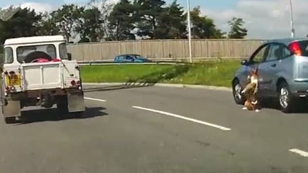 Cane affacciato da finestrino cade in strada