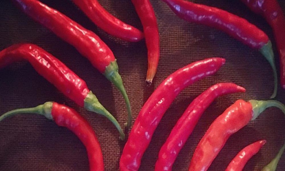 "Dragon's Breath", il peperoncino più piccante del mondo