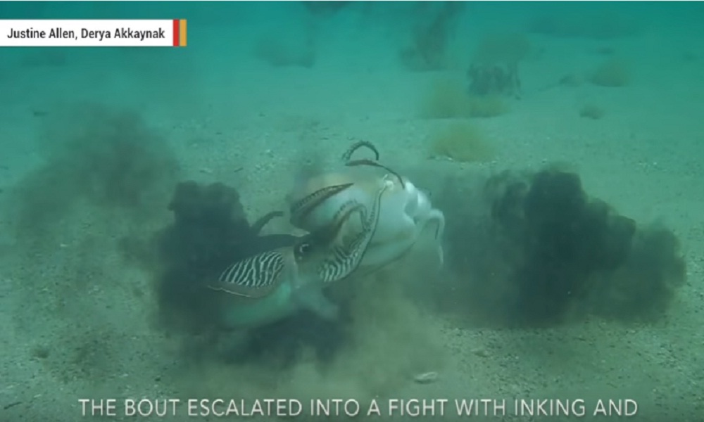 La lotta feroce tra seppie: due maschi si contendono la femmina