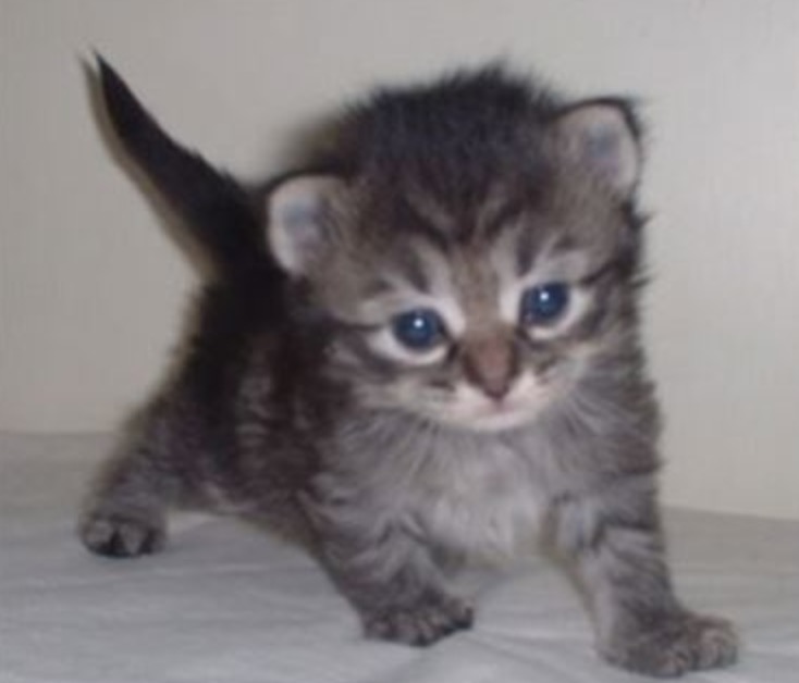 Cucciolo di gatto lanciato in un giardino privato viene salvato da un cane