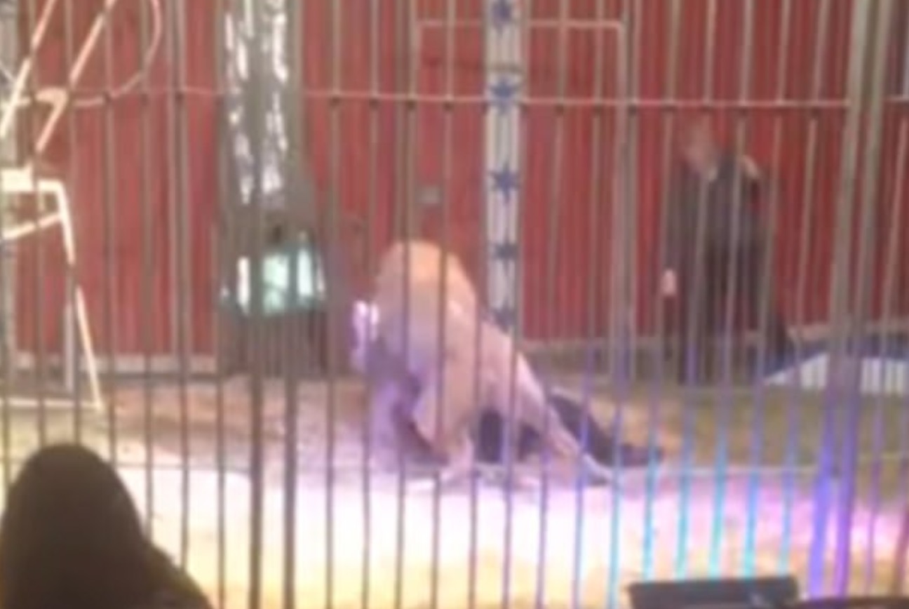 YOUTUBE Leone al circo attacca il domatore alla gola davanti ai bambini