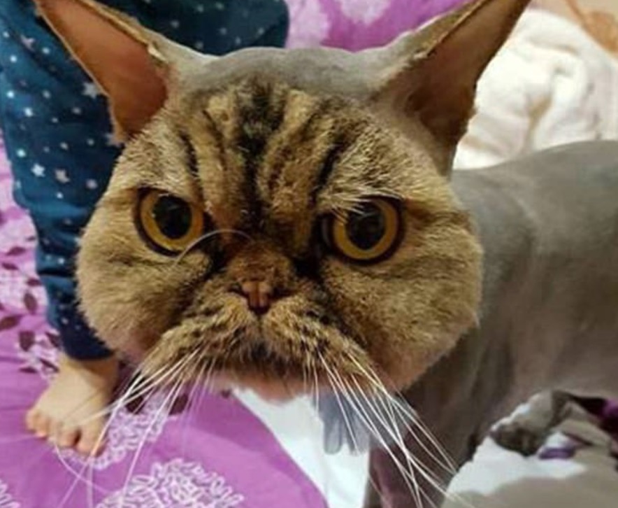 Fa tosare il suo gatto persiano da un amico. Ed ecco come lo ritrova FOTO