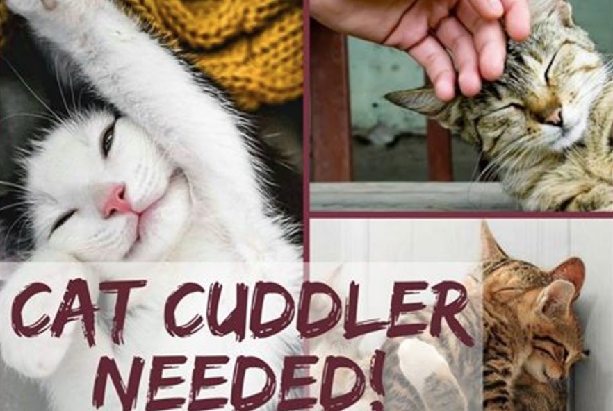 Coccolatore di gatti cercasi: stipendio da 25mila euro l'anno