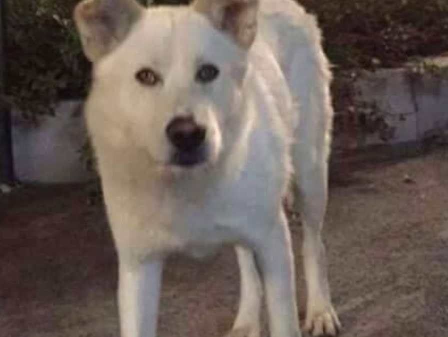 Seviziarono e uccisero il cane Angelo: condannati al un anno e 4 mesi