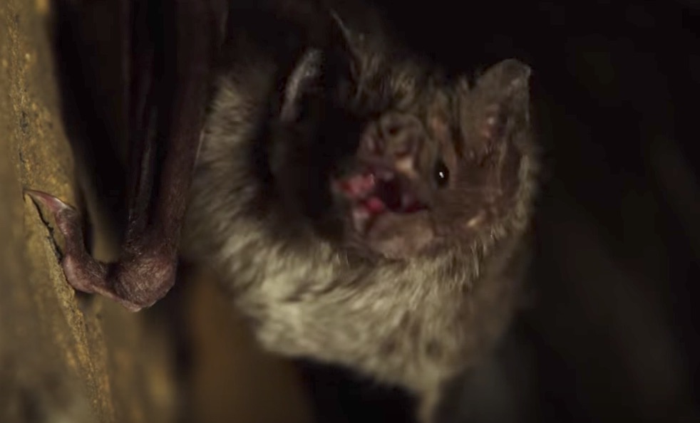 YOUTUBE Pipistrelli vampiro, è allarme attacchi: morto un uomo in Brasile