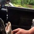 Seviziano e danno da bere birra a cucciolo di alligatore