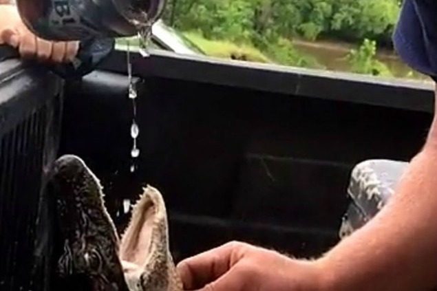 Seviziano e danno da bere birra a cucciolo di alligatore