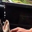 Seviziano e danno da bere birra a cucciolo di alligatore