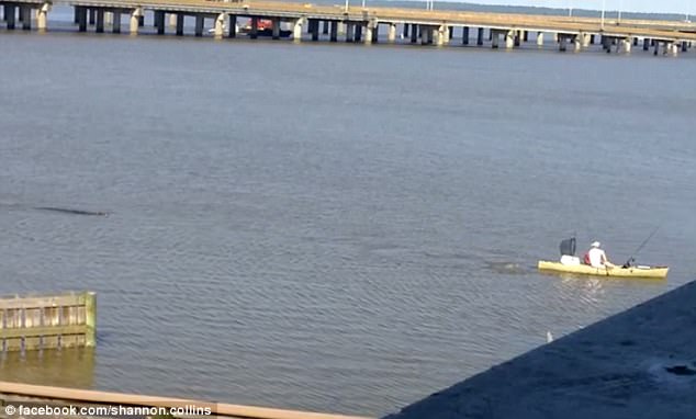 Va in kayak tranquillo con l'alligatore che lo segue