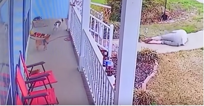 Alano troppo grande: anziana vola giù dal porticato