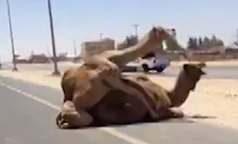 Due cammelli si accoppiano in strada a Dubai: automobilista riprende la scena