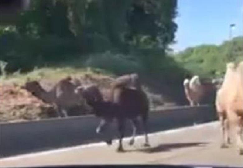 Cammelli scappano dal circo a Charleroi in Belgio: automobilista li riprende