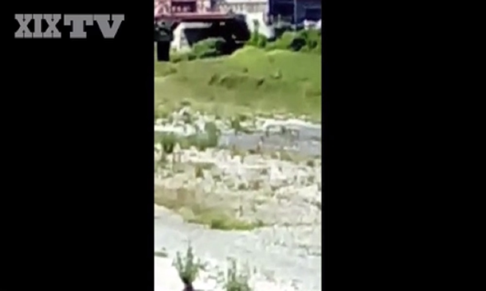 Genova, dopo i cinghiali ecco i camosci a passeggio per la città