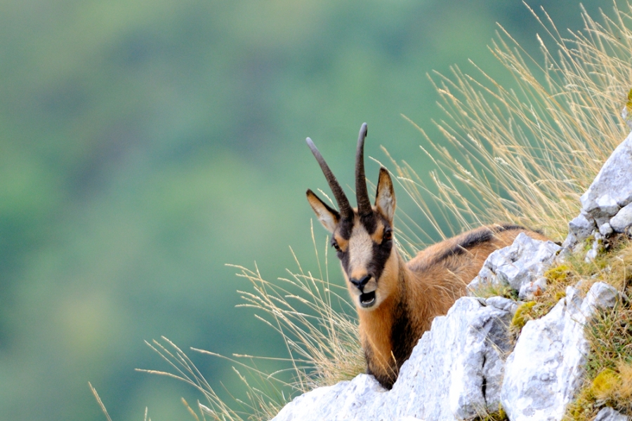 Rocca di Mezzo, il tenero papà camoscio fa da baby sitter alla figlia