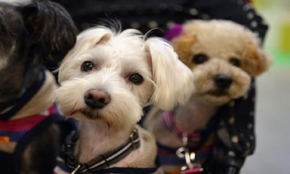 Cina, il governo vuole proibire la vendita di carne di cane