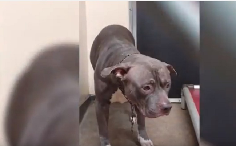 Cane piange: ha capito che i padroni lo stanno abbandonando