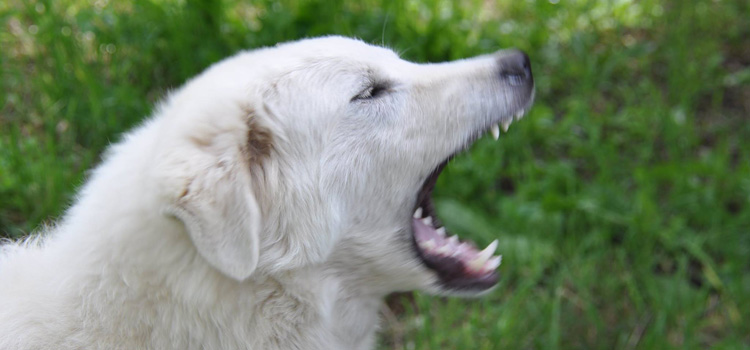 Rimini, bimbo di 2 anni morso al volto dal cane di famiglia