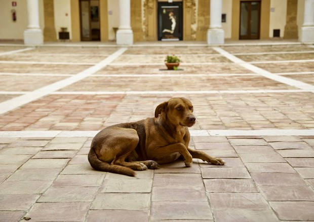 Antonio Sandano morto in casa: il suo cane l'ha vegliato e continua ad aspettarlo