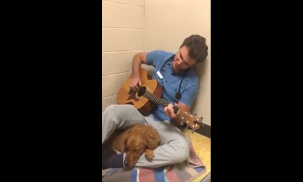 Una serenata prima dell'intervento: così il veterinario calma il cane