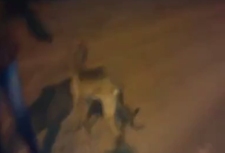 Cane attraversa strada mentre è in corso gara clandestina auto