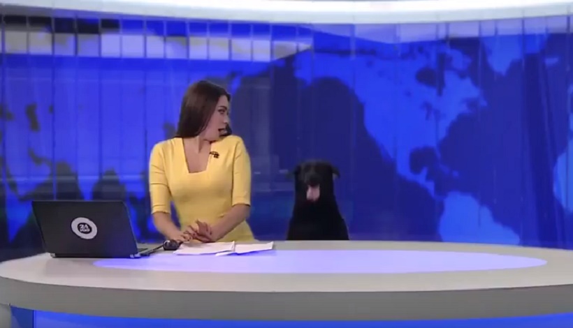 YOUTUBE Russia, cane in studio: conduttrice sgrana occhi dallo spavento