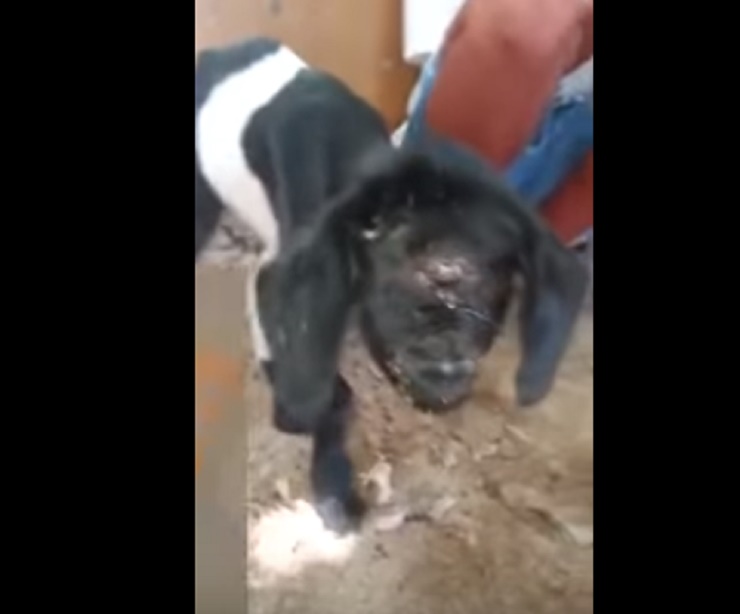 Rara capra ciclope nasce in India: ora è venerata come una divinità