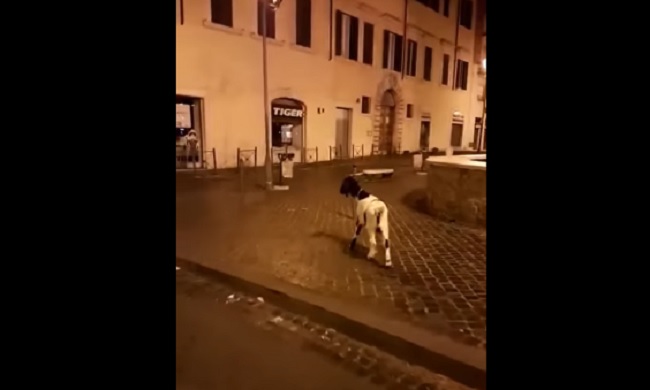 YOUTUBE Roma, una capra a passeggio a Largo Argentina. La reazione del tassista