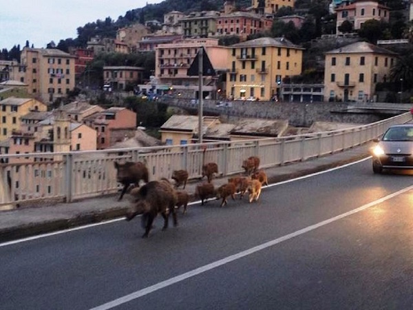 Cinghiale in centro a Genova: abbattuto dalla polizia regionale