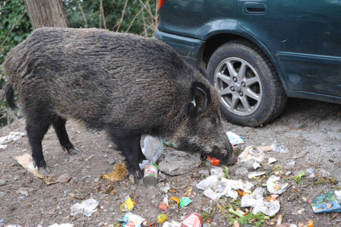 Marito e moglie assediati in casa dal cinghiale. Notte di terrore a Sori