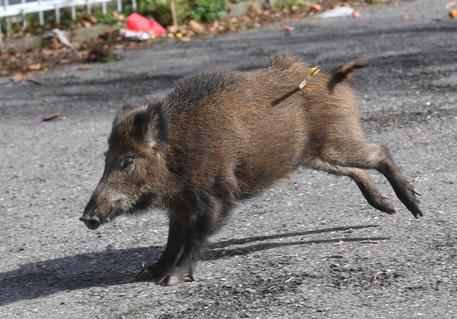 Domenico Coco muore in un incidente per un cinghiale che gli attraversa la strada