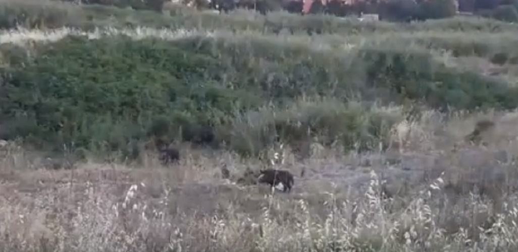 Cinghiali a Roma: a Prima Porta avvistati ben 3 adulti e 14 cuccioli