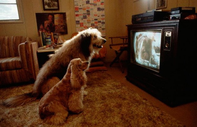 Dog Tv, il canale che fa compagnia al cane quando non ci sei