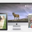 Dog Tv, il canale che fa compagnia al cane quando non ci sei02