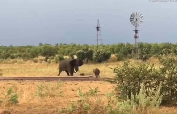 Baby bufalo caccia via un elefante: le dimensioni non contano