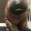 YOUTUBE Baby Fiona impara a nuotare: cucciola di ippopotamo è una star sul web01
