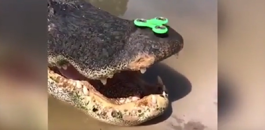 Fidget Spinner, la trottola gira sul muso dell'alligatore: esperimento in Florida