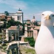 Gabbiano con veduta Fori Imperiali: FOTO Fb su profilo Comune Roma fa discutere