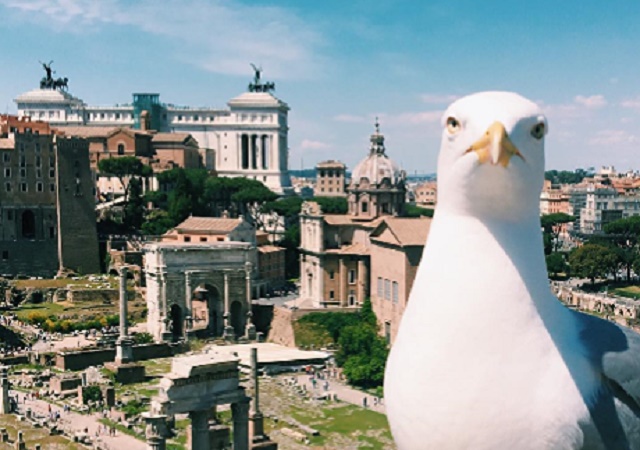 Gabbiano con veduta Fori Imperiali: FOTO Fb su profilo Comune Roma fa discutere