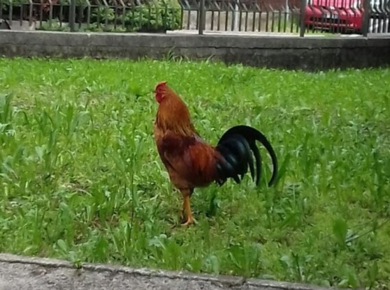 Gallo adottato dal quartiere a Montebelluna: ecco Guido, mascotte di Posmon