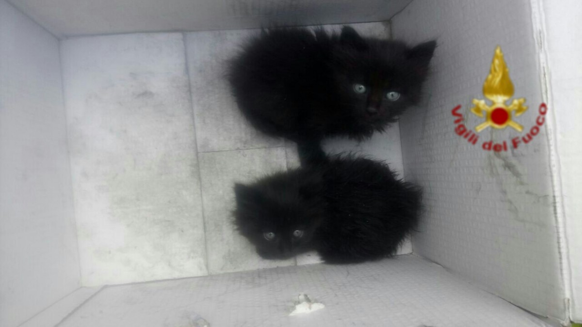 Incendio Pomezia, gattini salvati dal rogo a Eco X: erano nascosti in un capannone