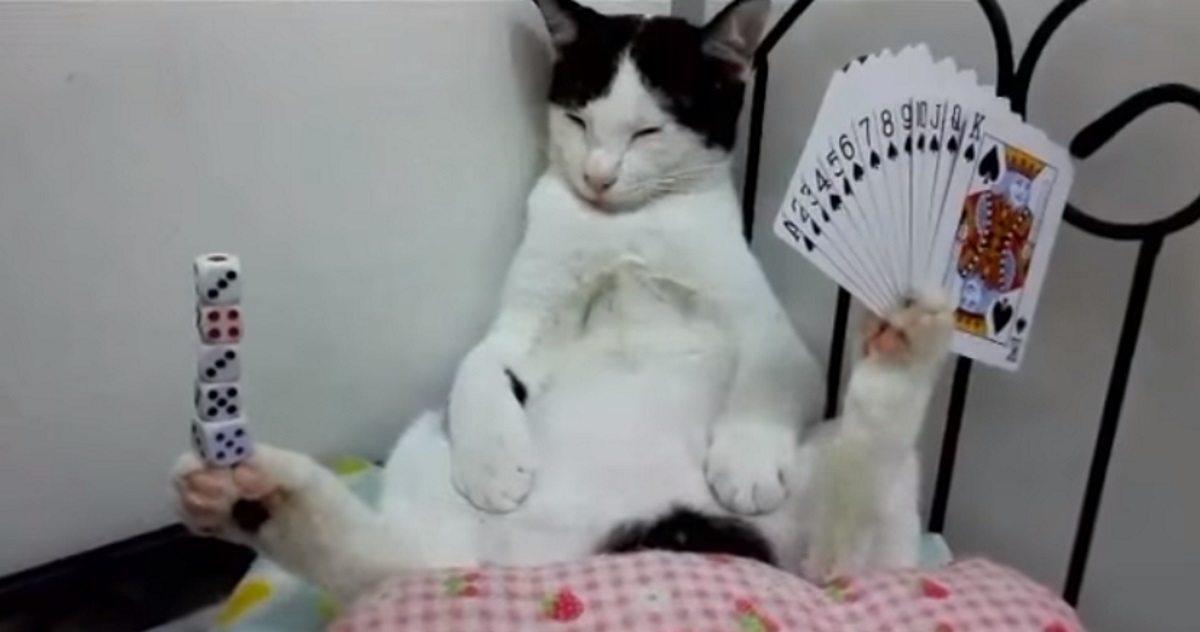 YOUTUBE Gatto prestigiatore, tiene i dadi con una zampa e le carte con l'altra