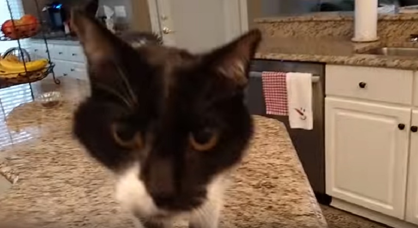 YOUTUBE Jack, il gatto dal "miao" profondo: ecco perché è così particolare