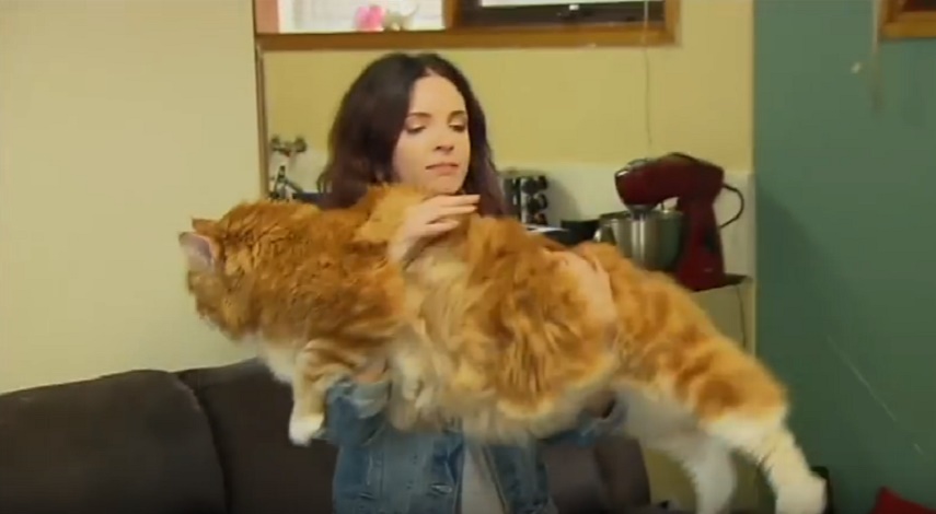 Omar, il gatto gigante che pesa 14 kg ed è lungo 120 cm