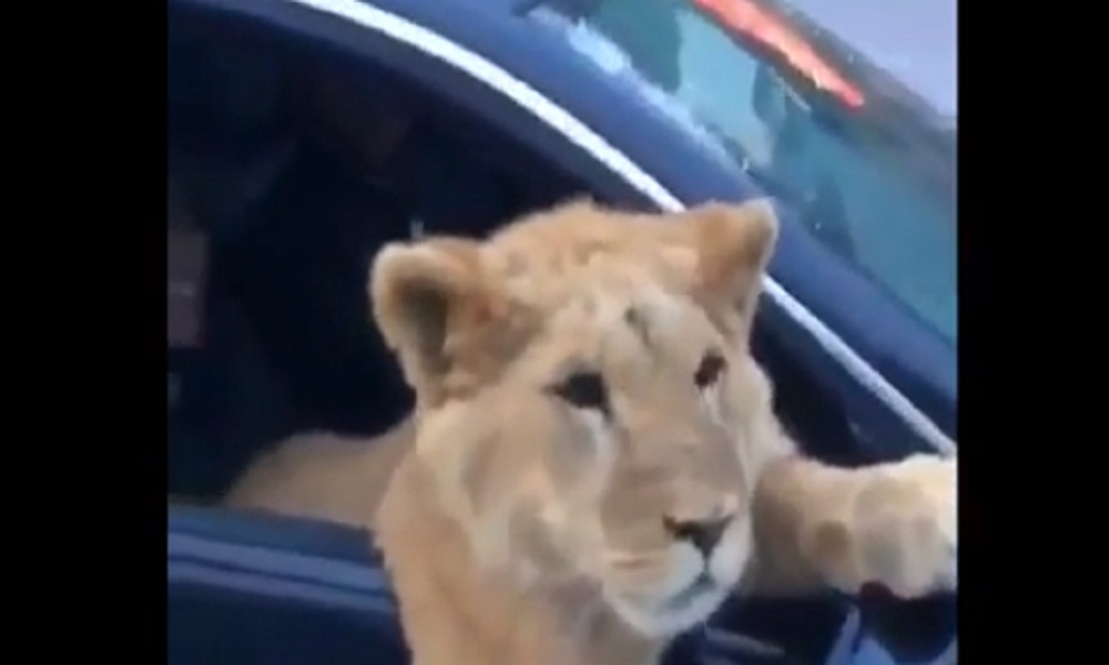 Cecenia: un leone viaggia in auto sul sedile del passeggero