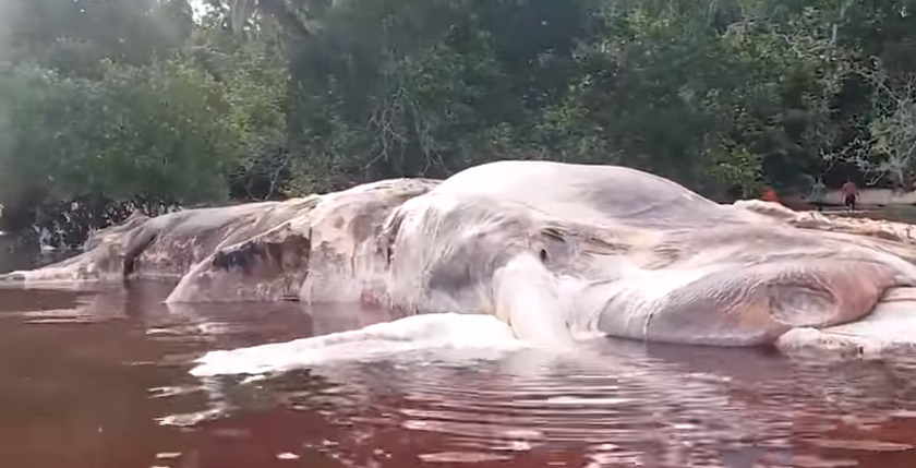 YOUTUBE Indonesia, il mostro marino lungo 15 metri: "Lo abbiamo scambiato per una barca"