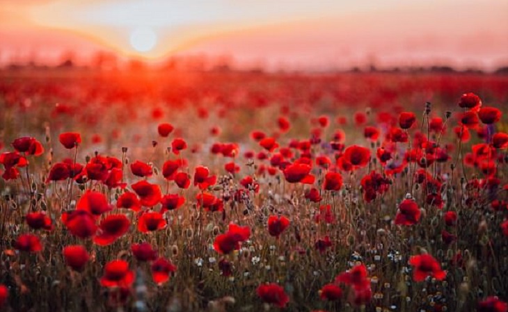 Beve tè afgano al papavero: rischia di morire di overdose