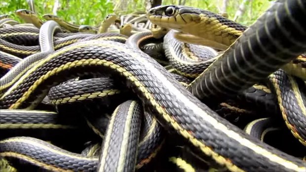 YOUTUBE Orgia di serpenti più grande del mondo: fanno il trenino