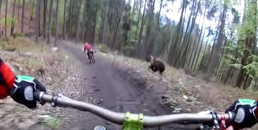 YOUTUBE Un grosso orso rincorre i mountain biker nel bosco